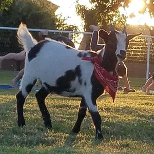 Meet your Posher, Nicole